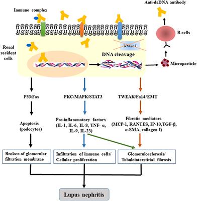 Anti-double Stranded DNA Antibodies: Origin, Pathogenicity, and Targeted Therapies